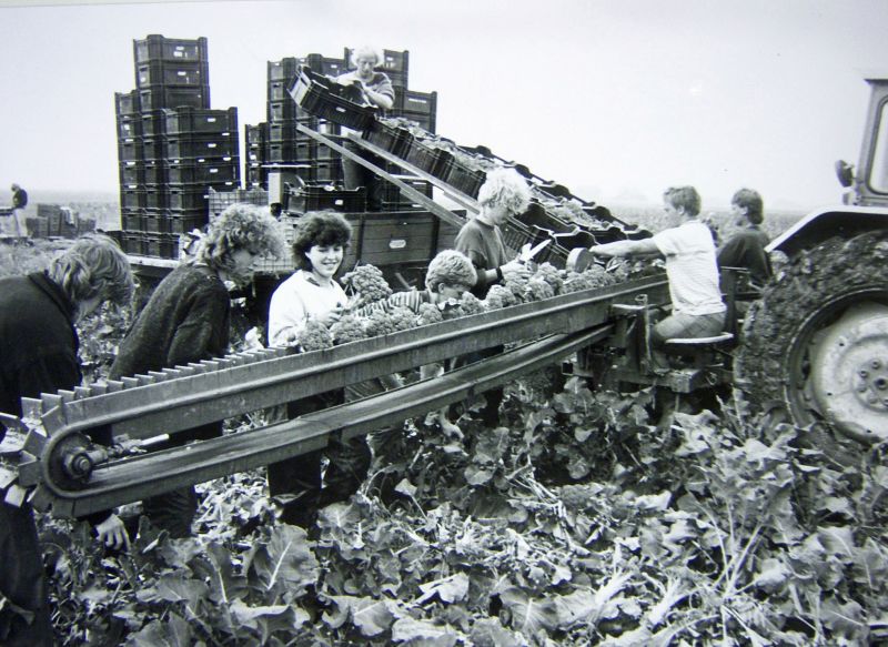 Broccoli-oogst gemechaniseerd, 1987